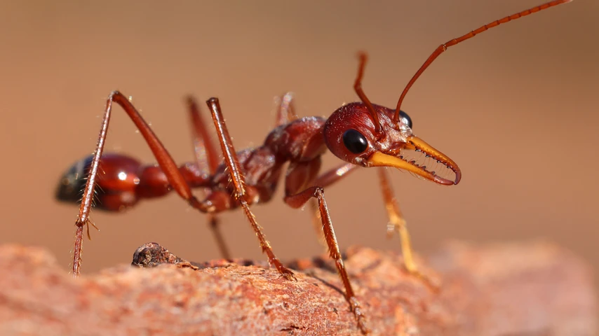 Bull Ant